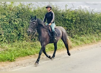 Connemara, Wallach, 4 Jahre, 152 cm, Schimmel
