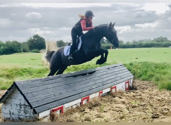 Connemara, Wallach, 4 Jahre, 152 cm, Schimmel