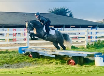 Connemara, Wallach, 4 Jahre, 152 cm, Schimmel