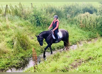 Connemara, Wallach, 4 Jahre, 152 cm, Schimmel