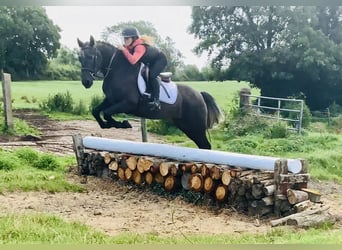 Connemara, Wallach, 4 Jahre, 152 cm, Schimmel