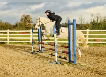 Connemara, Wallach, 4 Jahre, 152 cm, Schimmel