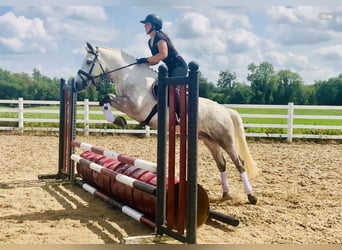 Connemara, Wallach, 4 Jahre, 152 cm, Schimmel
