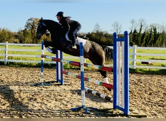 Connemara, Wallach, 4 Jahre, 152 cm, Schimmel