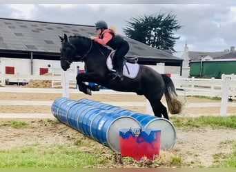 Connemara, Wallach, 4 Jahre, 152 cm, Schimmel