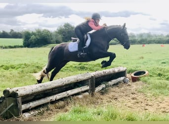 Connemara, Wallach, 4 Jahre, 152 cm, Schimmel