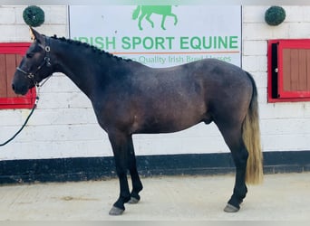 Connemara, Wallach, 4 Jahre, 152 cm, Schimmel