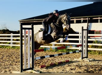 Connemara, Wallach, 4 Jahre, 152 cm, Schimmel