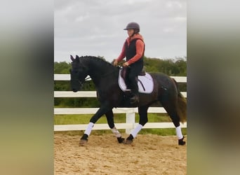 Connemara, Wallach, 4 Jahre, 152 cm, Schimmel
