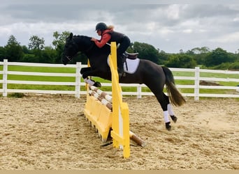 Connemara, Wallach, 4 Jahre, 152 cm, Schimmel