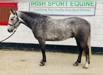 Connemara, Wallach, 4 Jahre, 152 cm, Schimmel