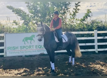 Connemara, Wallach, 4 Jahre, 152 cm, Schimmel