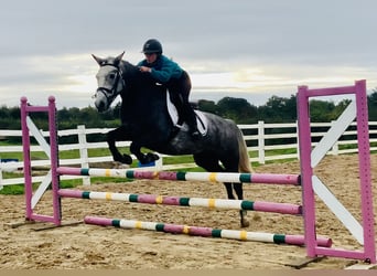 Connemara, Wallach, 4 Jahre, 152 cm, Schimmel