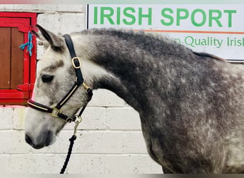 Connemara, Wallach, 4 Jahre, 152 cm, Schimmel