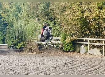 Connemara, Wallach, 4 Jahre, 152 cm, Schimmel