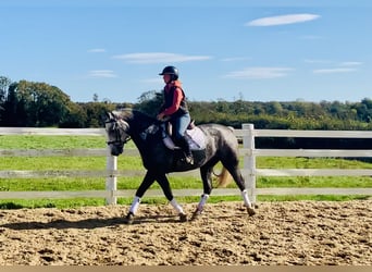 Connemara, Wallach, 4 Jahre, 152 cm, Schimmel