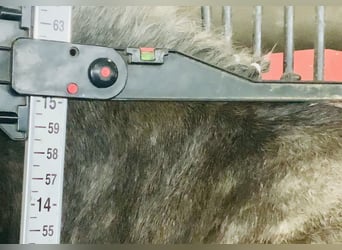 Connemara, Wallach, 4 Jahre, 152 cm, Schimmel