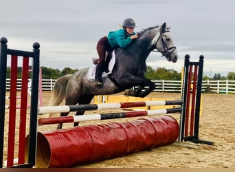 Connemara, Wallach, 4 Jahre, 152 cm, Schimmel