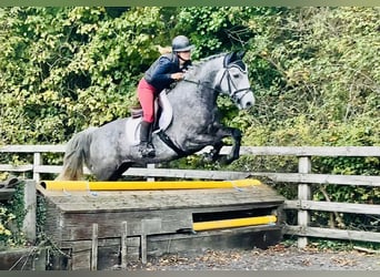 Connemara, Wallach, 4 Jahre, 152 cm, Schimmel