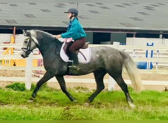 Connemara, Wallach, 4 Jahre, 152 cm, Schimmel
