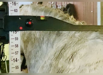 Connemara, Wallach, 4 Jahre, 152 cm, Schimmel