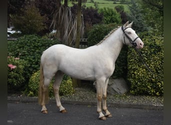 Connemara, Wallach, 4 Jahre, 153 cm, Cremello