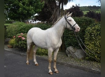 Connemara, Wallach, 4 Jahre, 153 cm, Cremello