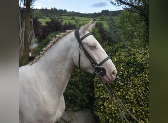 Connemara, Wallach, 4 Jahre, 153 cm, Cremello