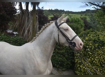 Connemara, Wallach, 4 Jahre, 153 cm, Cremello