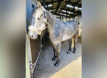Connemara, Wallach, 4 Jahre, 153 cm, Rappschimmel