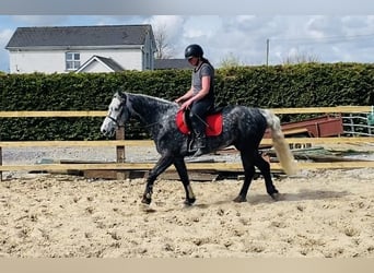 Connemara, Wallach, 4 Jahre, 153 cm, Rappschimmel