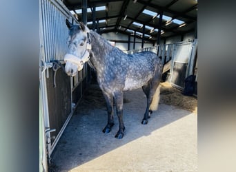 Connemara, Wallach, 4 Jahre, 153 cm, Rappschimmel