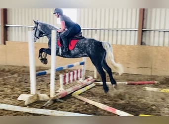 Connemara, Wallach, 4 Jahre, 153 cm, Rappschimmel