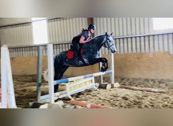Connemara, Wallach, 4 Jahre, 153 cm, Rappschimmel