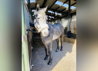 Connemara, Wallach, 4 Jahre, 153 cm, Rappschimmel