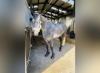 Connemara, Wallach, 4 Jahre, 153 cm, Rappschimmel
