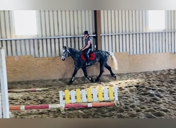 Connemara, Wallach, 4 Jahre, 153 cm, Rappschimmel