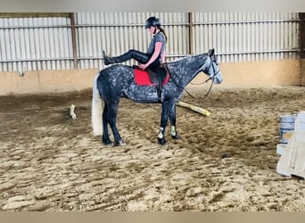Connemara, Wallach, 4 Jahre, 153 cm, Rappschimmel