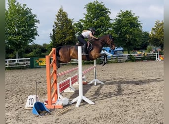 Connemara, Wallach, 4 Jahre, 153 cm, Rotbrauner