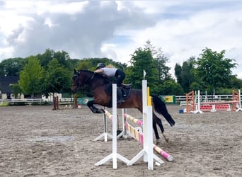 Connemara, Wallach, 4 Jahre, 153 cm, Rotbrauner
