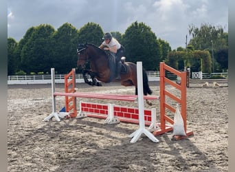 Connemara, Wallach, 4 Jahre, 153 cm, Rotbrauner
