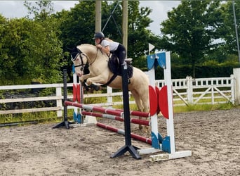Connemara, Wallach, 4 Jahre, 153 cm