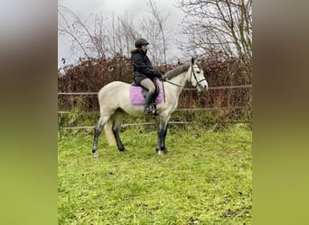 Connemara, Wallach, 4 Jahre, 154 cm, Apfelschimmel