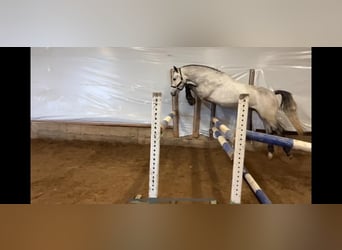 Connemara, Wallach, 4 Jahre, 154 cm, Apfelschimmel