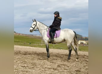 Connemara, Wallach, 4 Jahre, 154 cm, Apfelschimmel