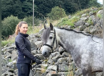 Connemara, Wallach, 4 Jahre, 154 cm, Braunfalbschimmel