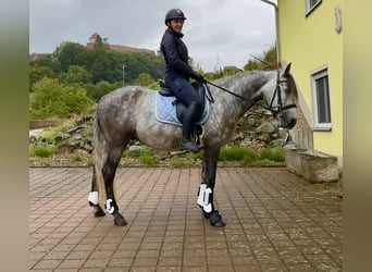 Connemara, Wallach, 4 Jahre, 154 cm, Braunfalbschimmel