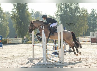 Connemara, Wallach, 4 Jahre, 154 cm, Braunfalbschimmel