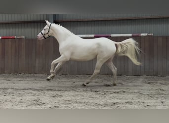 Connemara, Wallach, 4 Jahre, 154 cm, Cremello