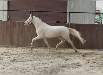Connemara, Wallach, 4 Jahre, 154 cm, Cremello